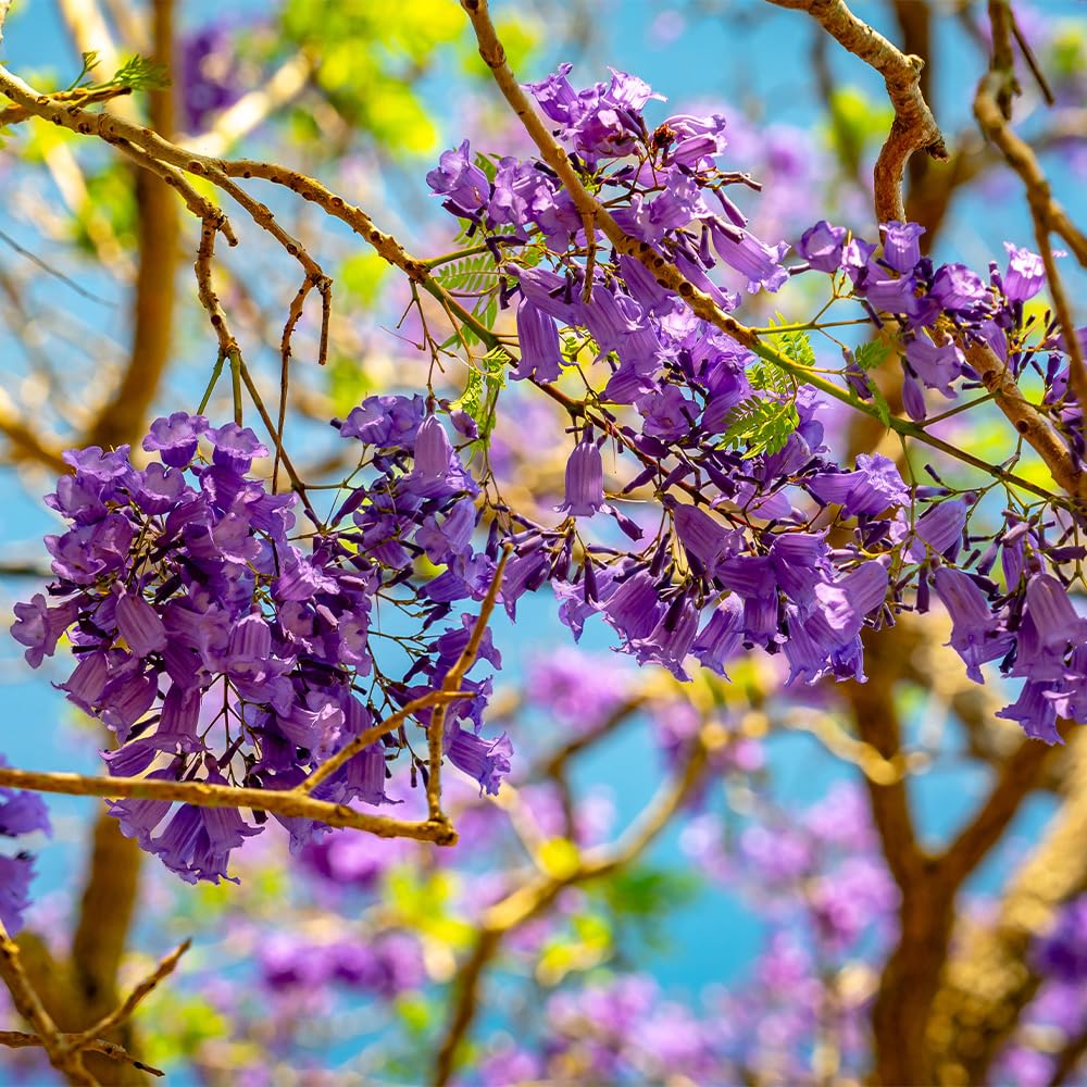 ジャカランダ 苗木 紫色の花 Amazon｜ITANSE ジャカランダ 5号 1個売り 花木苗 観葉植物