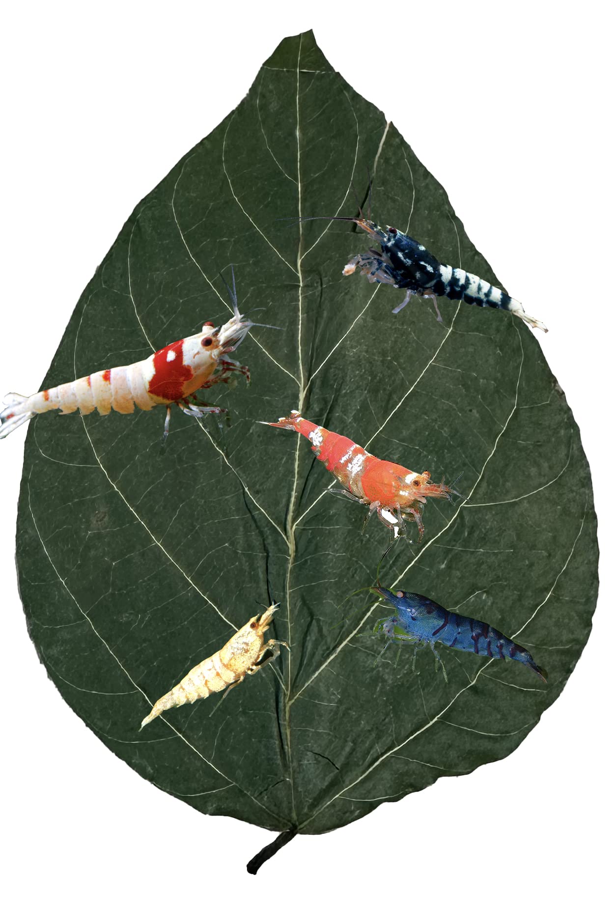 Awesome Aquatic Dadap Leaves, 10 Pack, Shrimp Crayfish Snail Natural Food