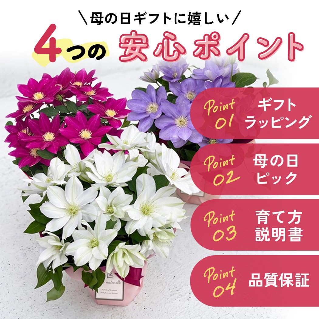 Amazon.co.jp: 【心を込めて贈る】 母の日 花 クレマチス テッセン 5号