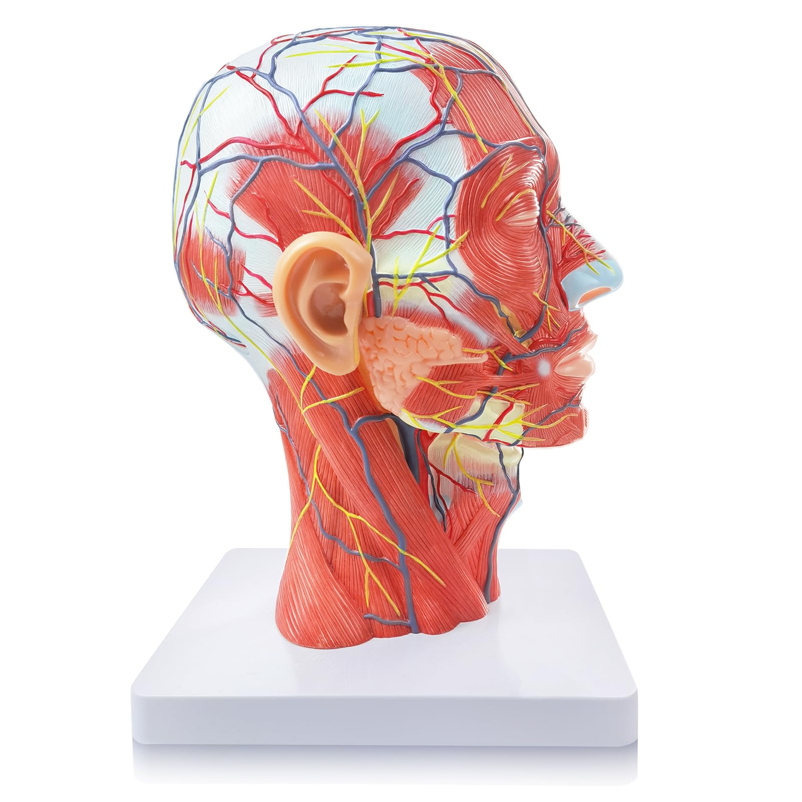 NEW HORIZON Life Size Anatomical Head Model Skull,Human Half Head Superficial Neurovascular Model with Musculature, and Brain for Medical Teaching Learning, Kids Learning Education Display Tool