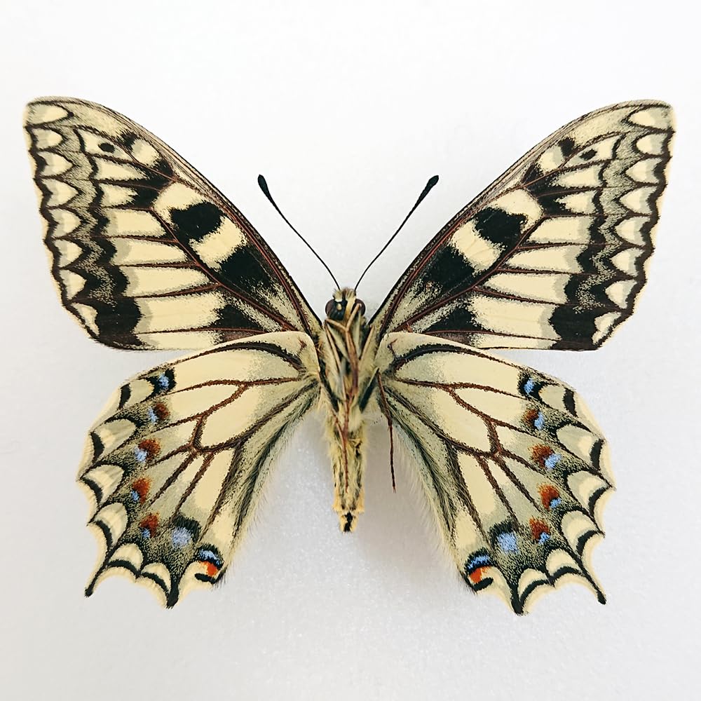 コルシカキアゲハ Amazon.co.jp: 蝶 昆虫 標本コルシカキアゲハ コルシカ島産
