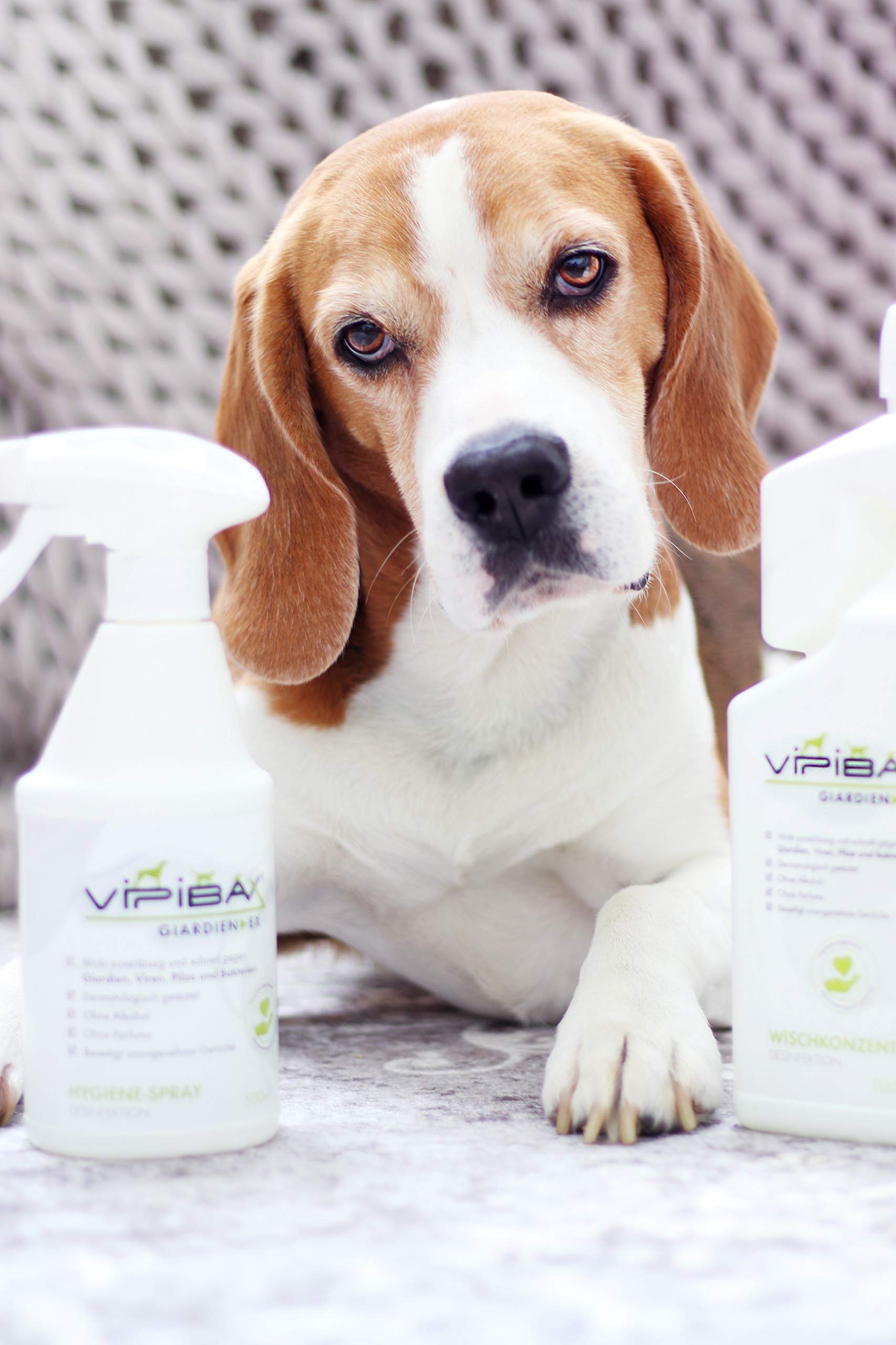 ViPiBaX Giardien Ex Wischkonzentrat 1000ml - das Hygiene-Konzentrat für Haustiere zur Desinfektion von Fußböden
