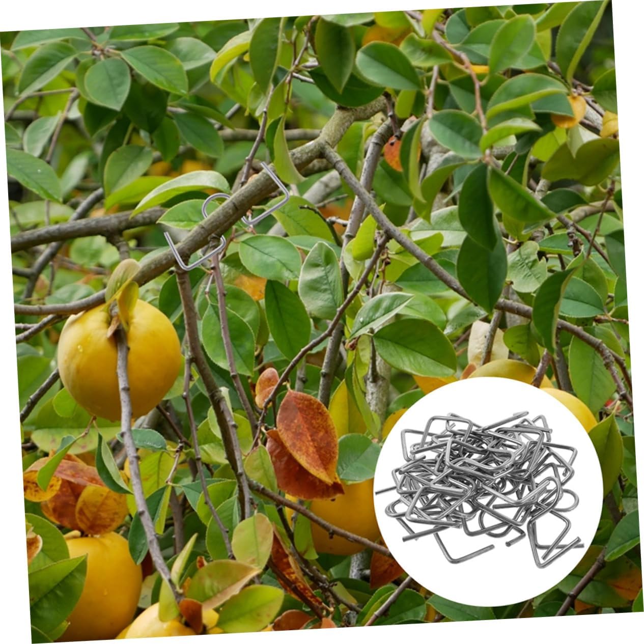 Uonlytech 3sets Plant Branch Spreaders Fruit Branch Spreader Tree Puller Tool Plant Fixing Tools