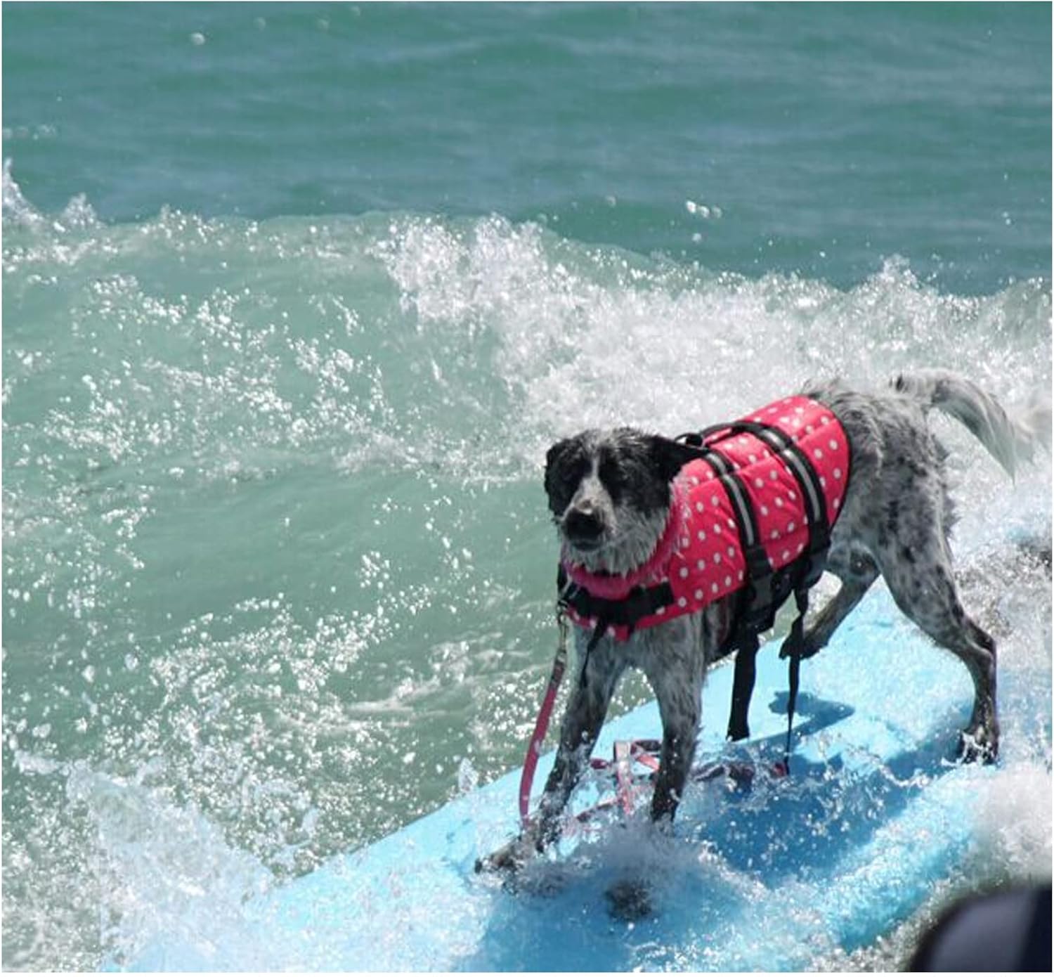 Ripstop Dog Life Jacket, Dog Flotation Life Vests for Swimming, Beach Boating Dog Life Preserver with High Buoyancy and Rescue Handle for Small Medium Large Dogs