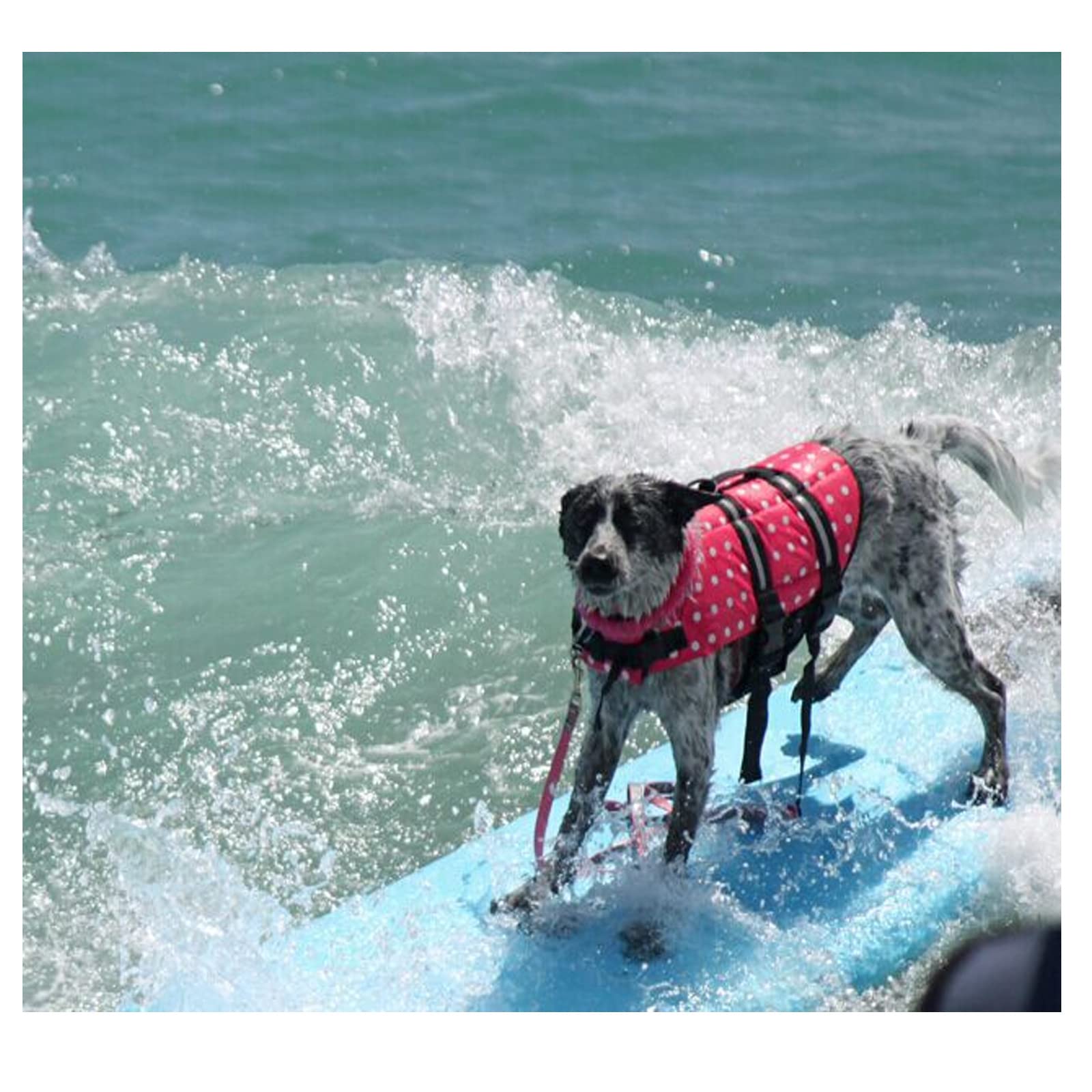 Gilet De Sauvetage Ripstop pour Chien, Gilet De Flottaison pour Chien pour La Natation, Gilet De Sauvetage pour Chien De Plage avec Flottabilité Élevée Et Poignée De Sauvetage,P,XXL