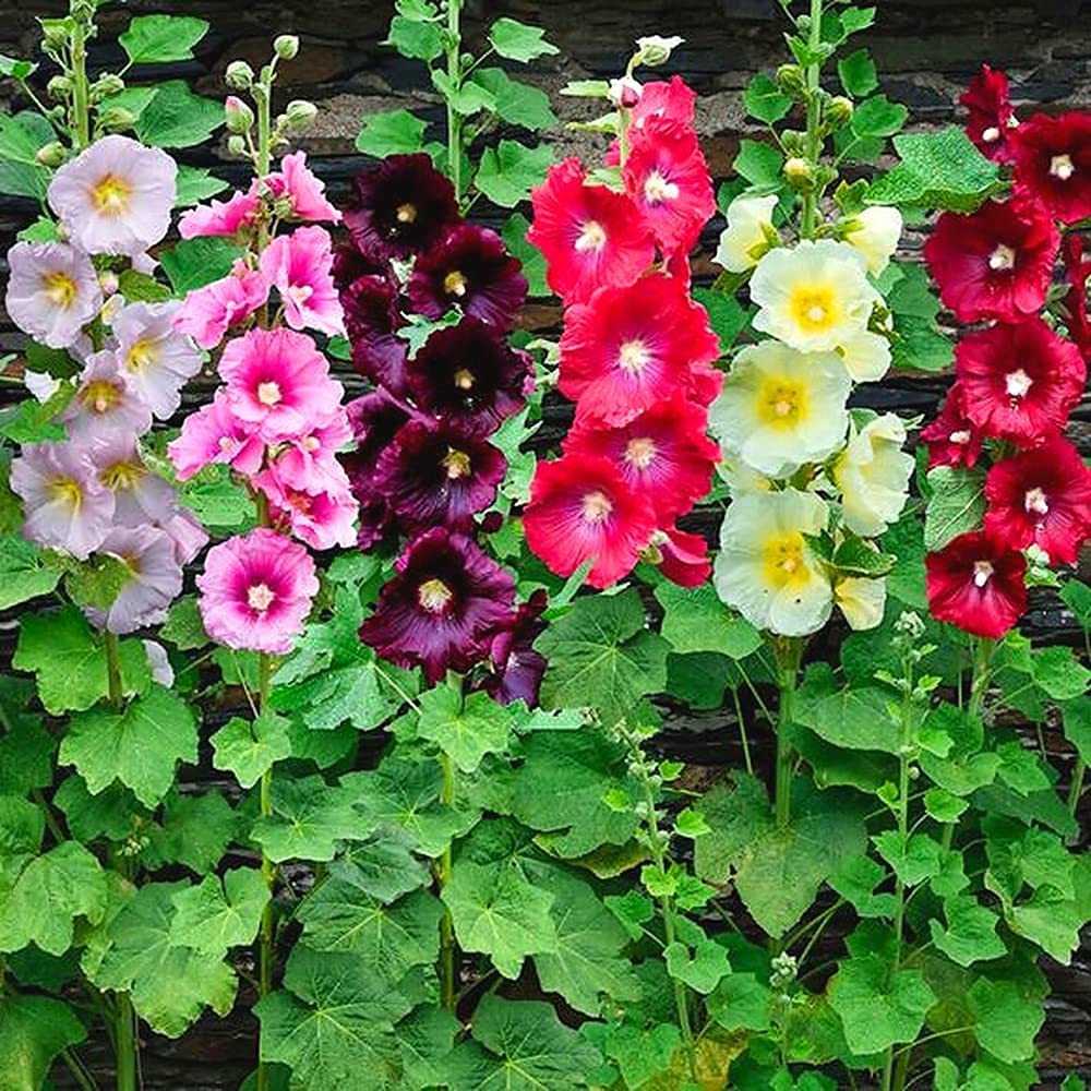 100pcs Mix Hollyhock Seeds Long Lifespan Grow Your Own DIY Garden Flowers Mild Color Suitable For Giving Friends As Gifts Used To Show Appreciation