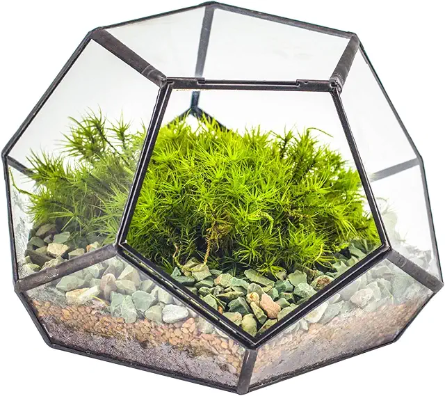 Black Pentagon Glass Terrarium 18x18x12 cm - Geometric Planter for Succulents & Air Plants