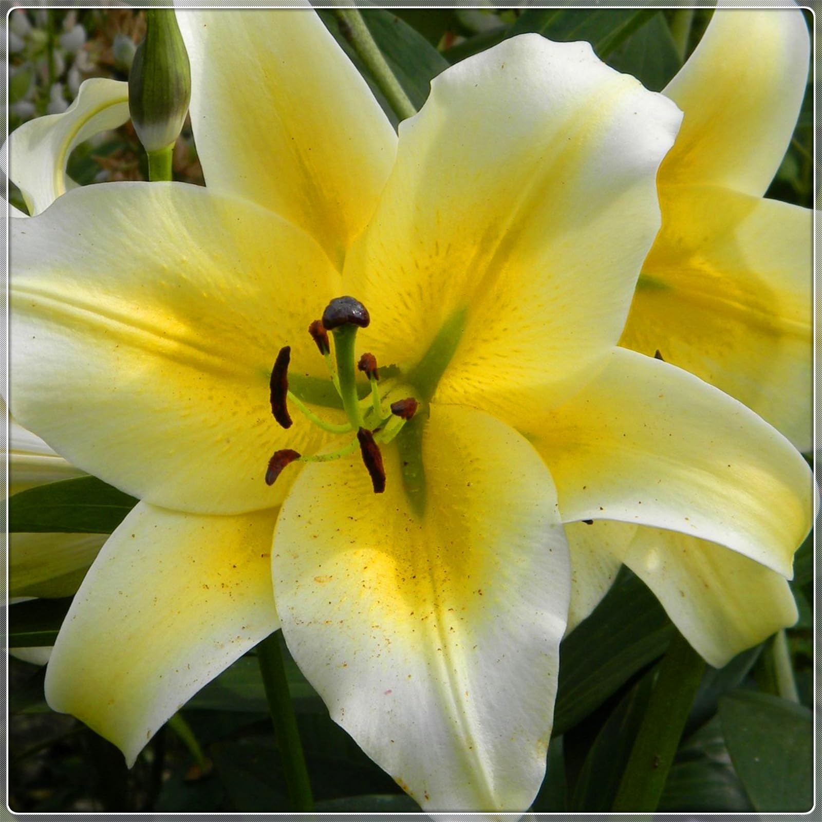 Leuchtende und robuste Orientalische Hybridlilien - Hybridlilienzwiebeln für den Innenbereich-10zwiebeln-E