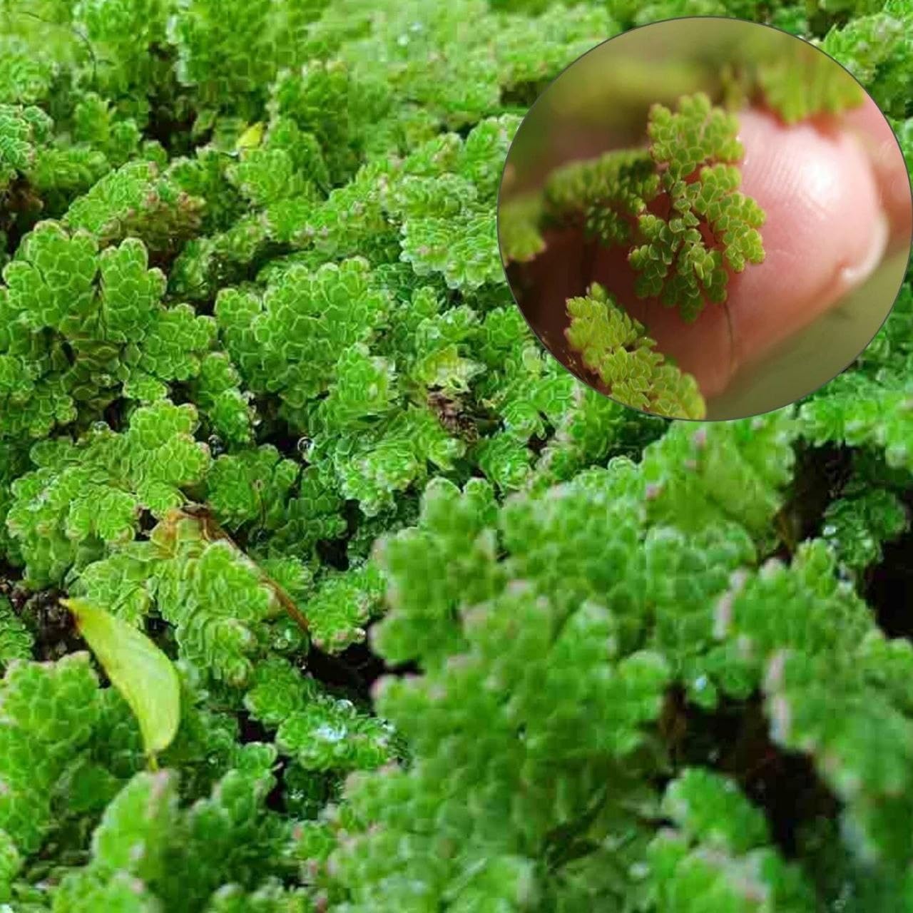 Aquatic Live Floating Aquatic Fern for Fish Pond and Natural Fertilizer (1400 Live Healthy Plant Seeds)-image-46