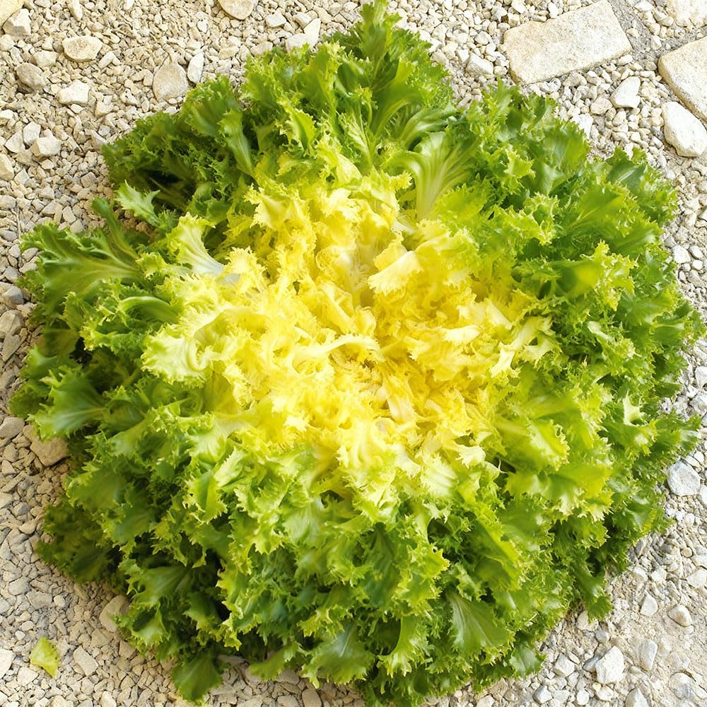 Endive Seeds – Indivia Riccia Pancalieri a Costa Bianca – Organic Frisee Endive – Hardy Italian Variety for Salads & Cooking – High Yield Vegetables