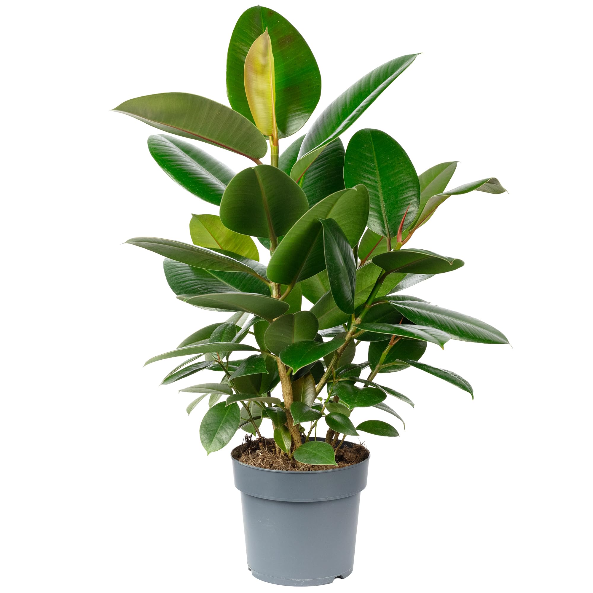 Gummibaum verzweigt - pflegeleichte Zimmerpflanze, Ficus elastica 'Robusta' - Höhe ca. 50 cm, Topf-Ø 17 cm
