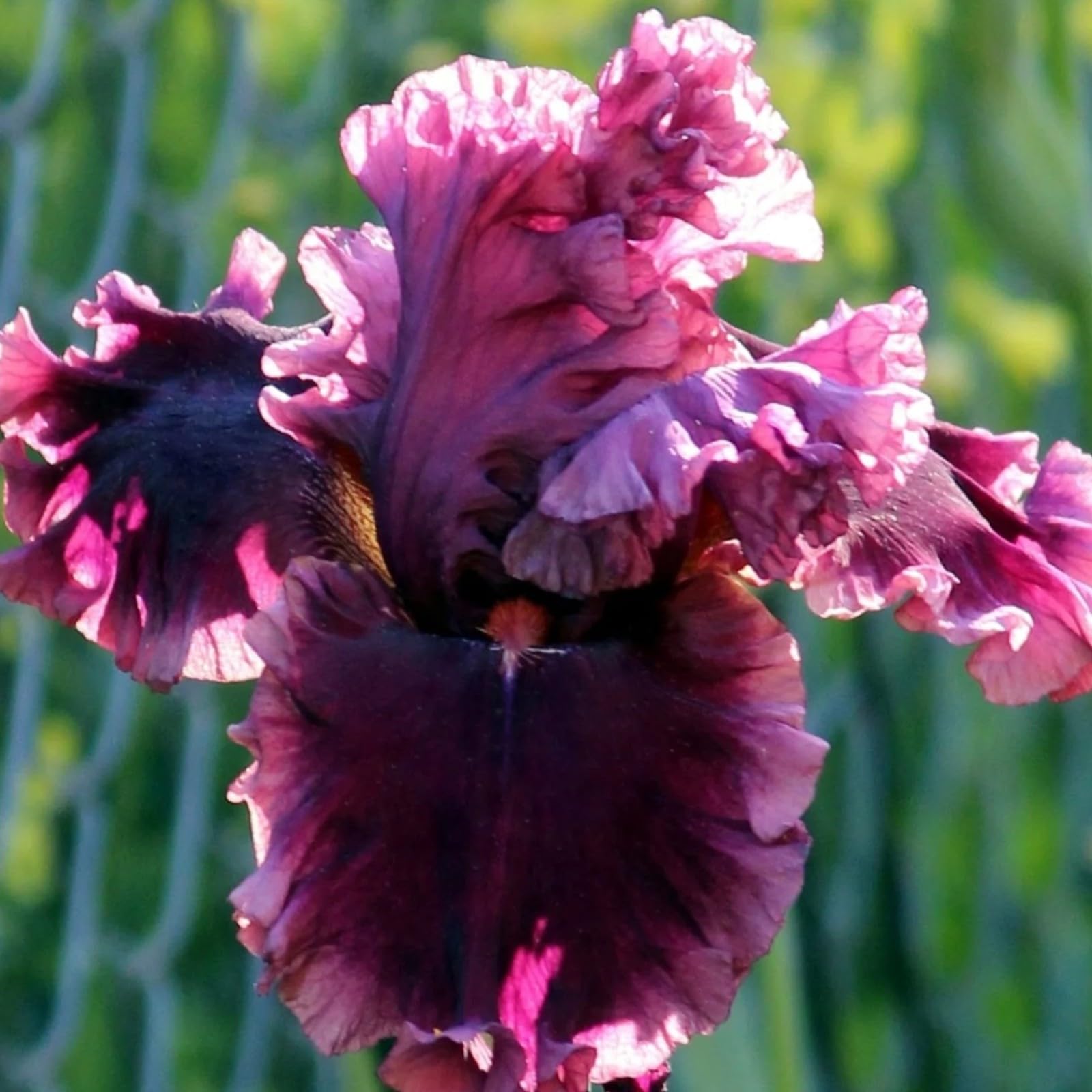 Iris Bulbs for Planting Now UK Ornamental Perennial Excellent Display Natural Organic Easy Plant Hard Greening Flower Good for Containers Unique.-15Bulbs-C — image 1