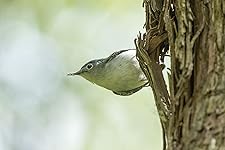 Review Image by Amazon Customer Amazon Customer