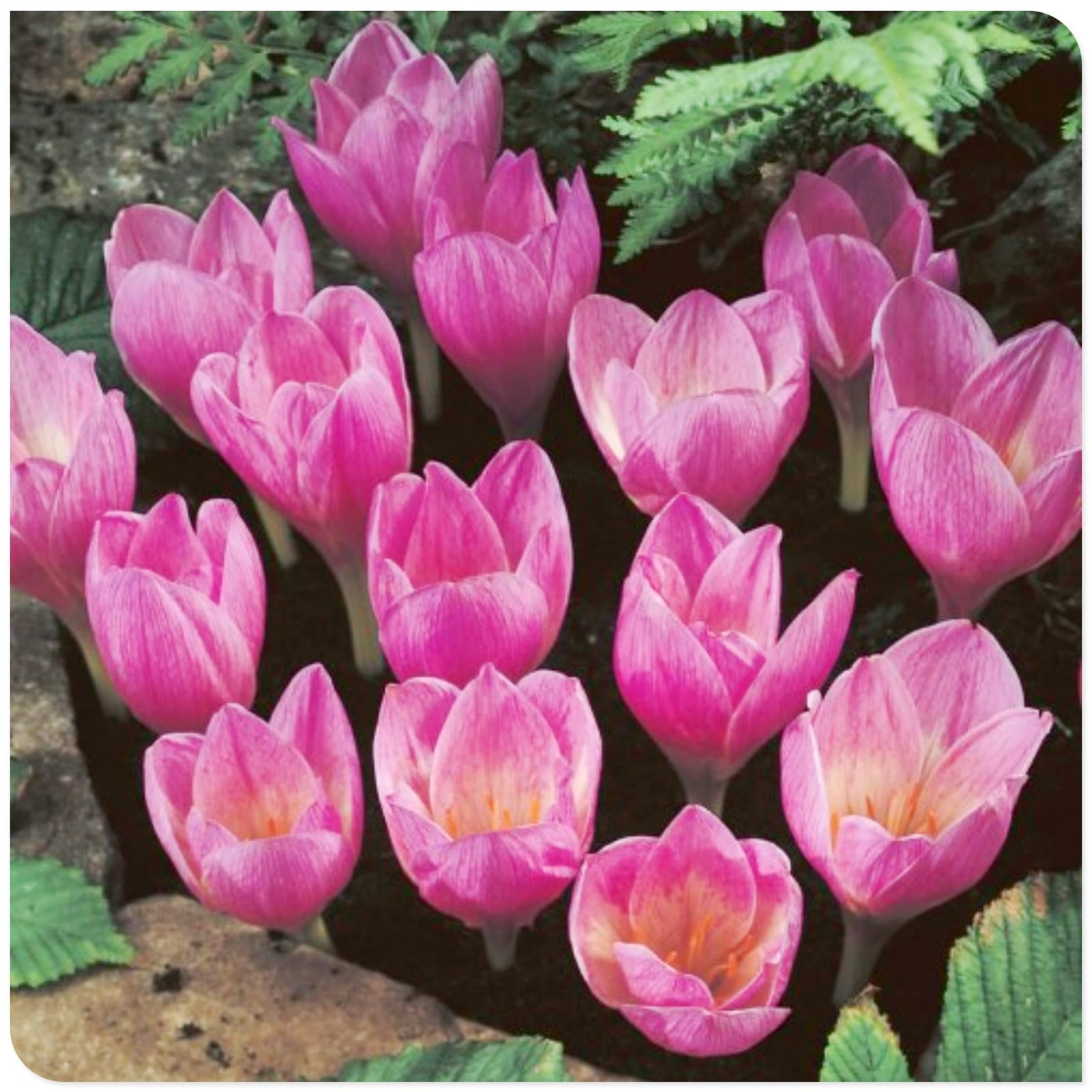 Crocus Bulbs to Plant Now UK/Saffron Crocus bulbs-Bedding/Gorgeous/Potted/Plants/Rhizome/Ornamental/Resistant-10 Bulbs-C