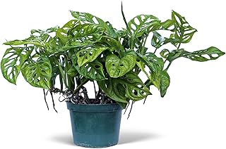 Live Swiss Cheese Monstera Adansonii, Birthday Gift Plant, Christmas Gift, Trailing Indoor Houseplant, Housewarming Gift in 6" Pot