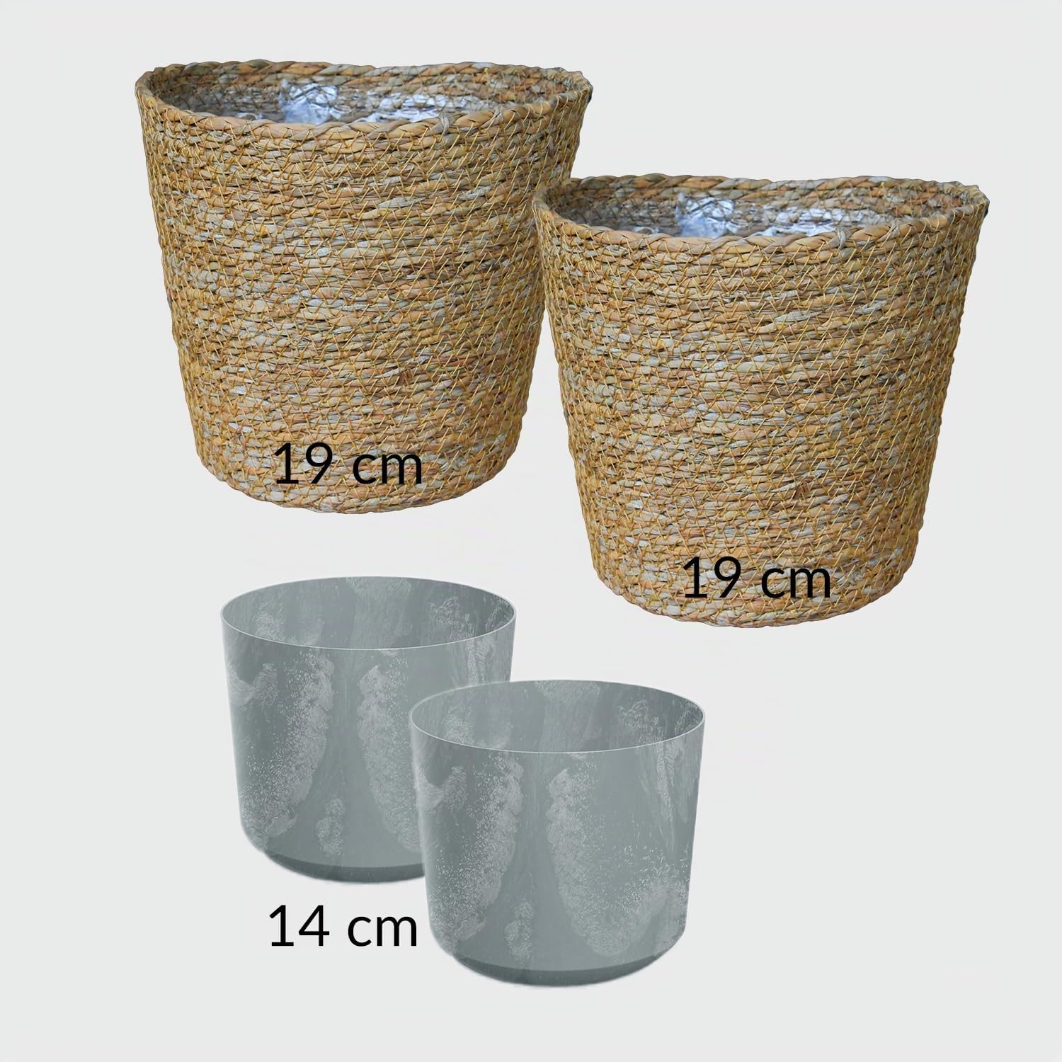 Nestfarn, Areca-Palme, Glückskastanie & Rutenkaktus – 4er Box Zimmerpflanzen Katzenliebe – frisch aus der Gärtnerei – Höhe 15-70 cm – Töpfe 10,5-17 cm – mit Übertöpfen – Green Me Up