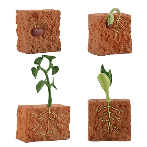 4Pcs Life Cycle Green Plants Educational Toy PVC Growth Cycle