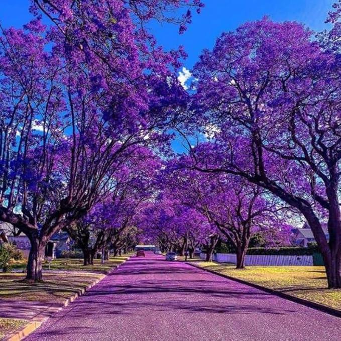 Amazon.com : Jacaranda Tree Live Plant, 4 Inch Pot, 6-10 Inch Tall ...
