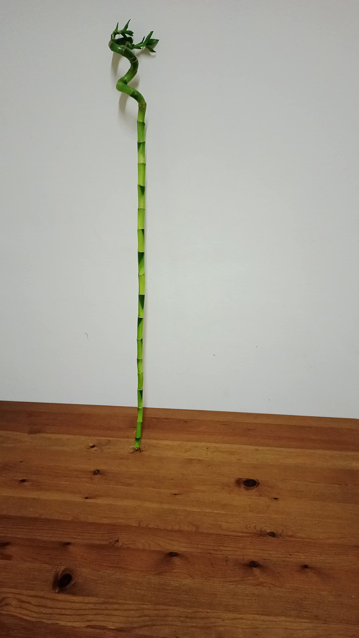 Dubai Garden Centre Lucky Bamboo Stick, 80 cm Height, Green
