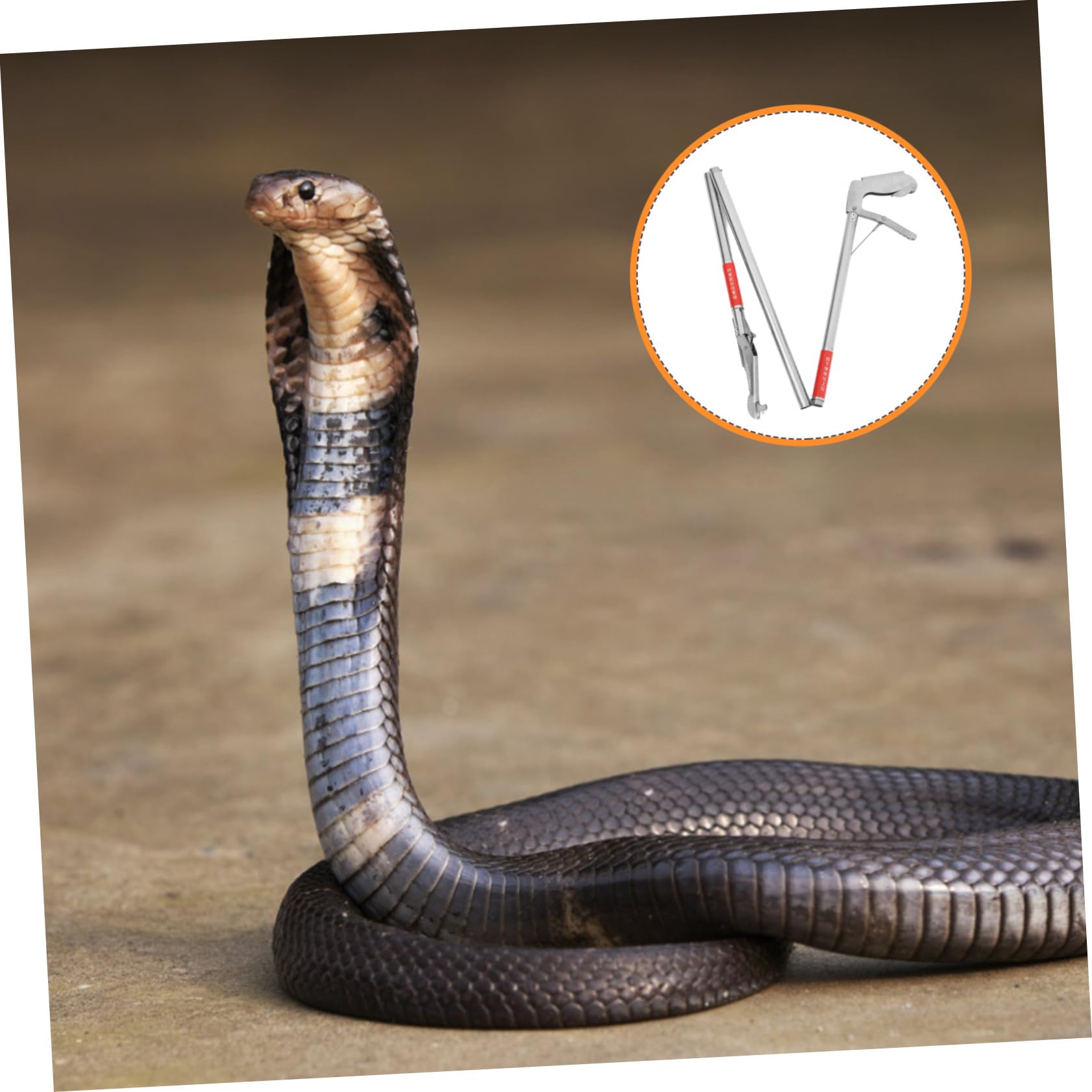 Toyvian Pince à Serpent Longueur Réglable en Acier Inoxydable Pliable Prise Sécurisée et Structure en 3 Sections Manipulation de Serpents et Anguilles
