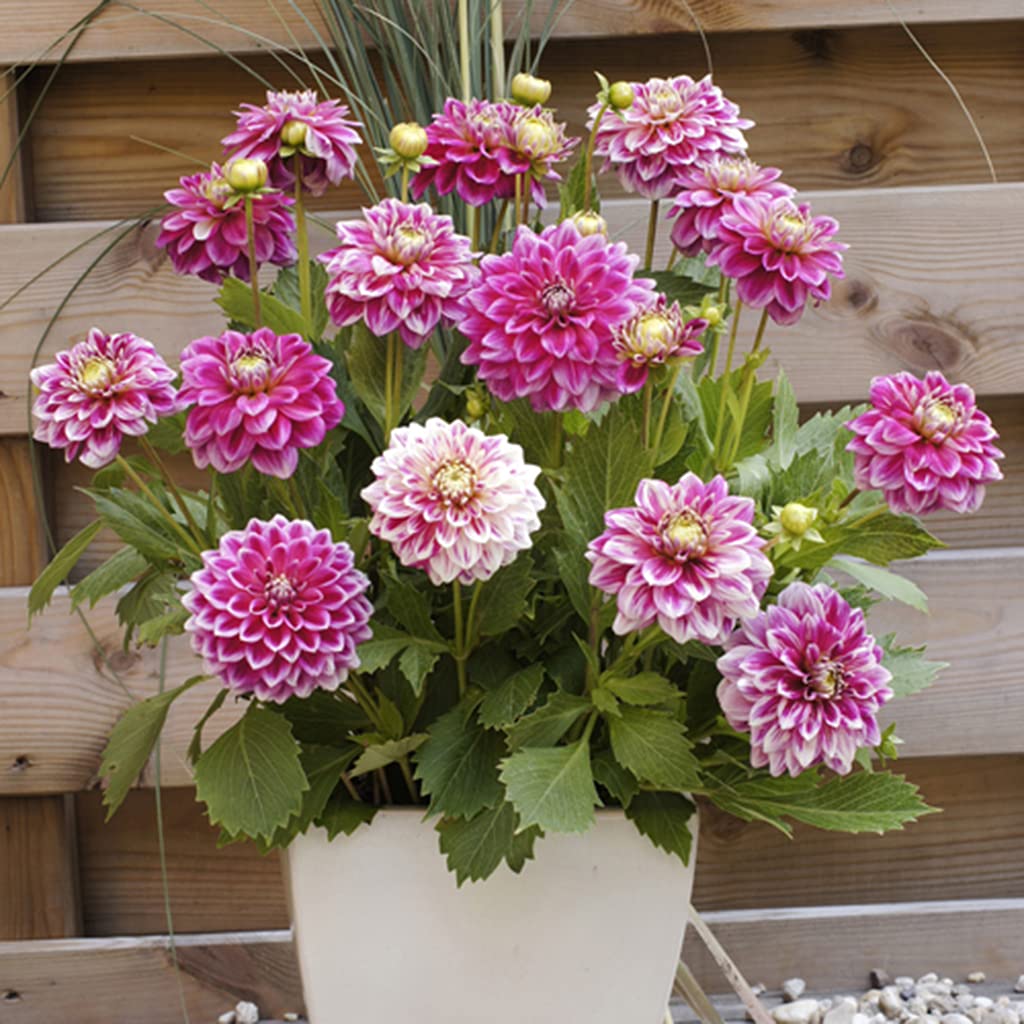 Van Zyverden Dahlias Go Two-Tone