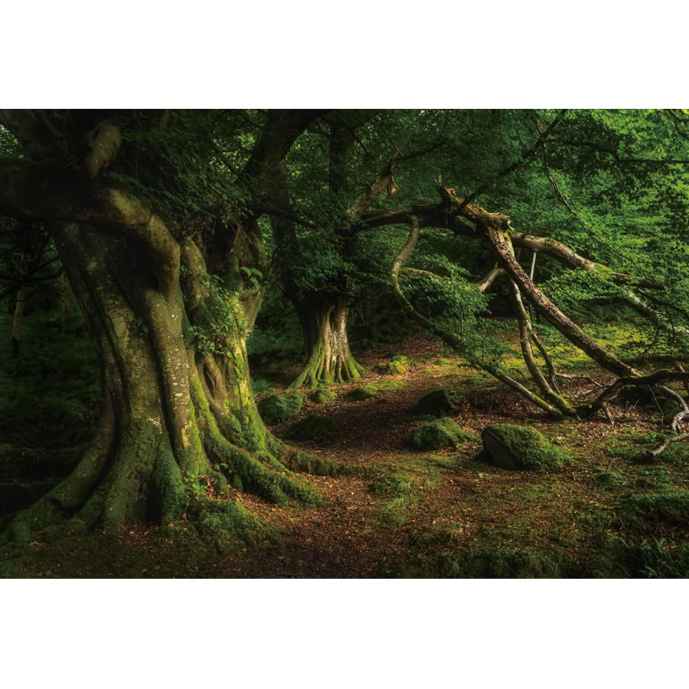 Sfondo Fotografico Foresta Incantata - 2.2x1.5m In Vinile, Per Ritratti E Feste A Tema Naturale - Foto 11