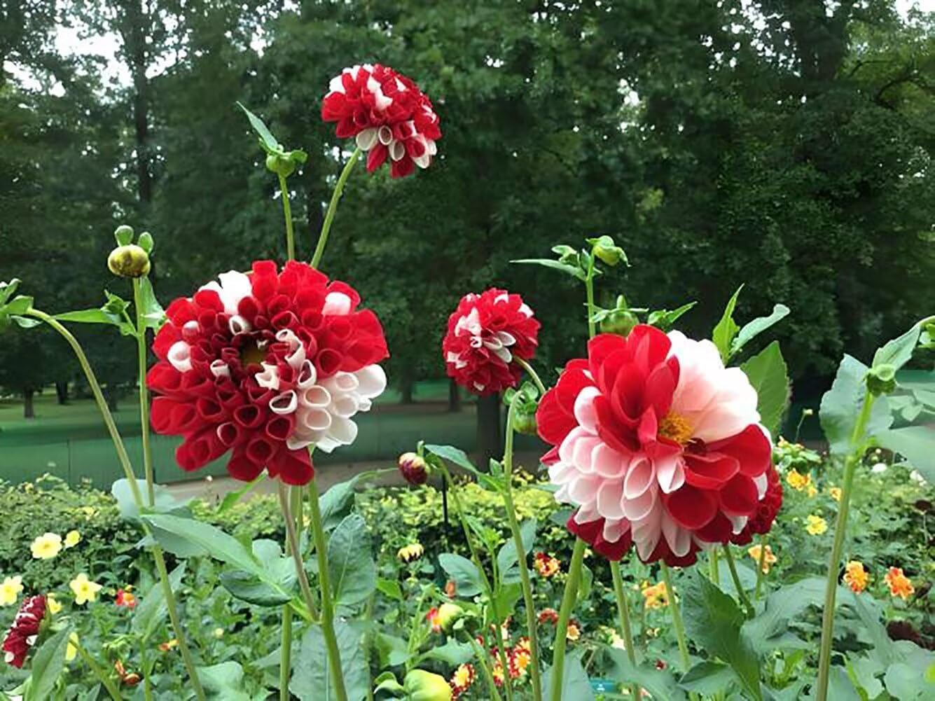 Mixed Color Dahlia Tubers - 6 Bulbs For Planting, Grow Tall Perennial Flowers Up To 50-60 Inches