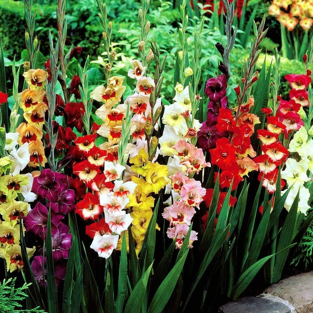 40 x Gladioli Bulbs Large Flowering Mixed Rainbow Colour Collection - Colourful Summer Flowering Bulbs for Gardens - Ready to Plant - by Woodland bulbsยฎ (Free UK P&P)
