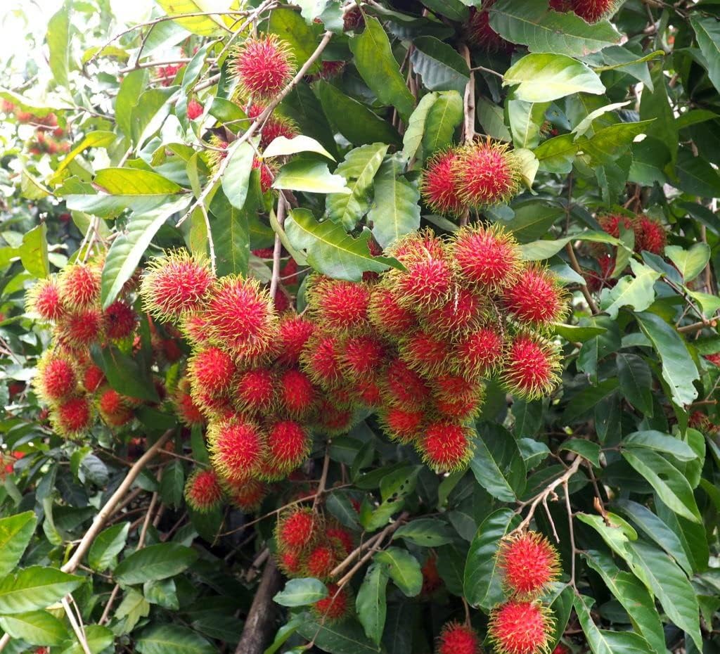 Hybrid Red Rambutan Fruit Live Seedling Plant