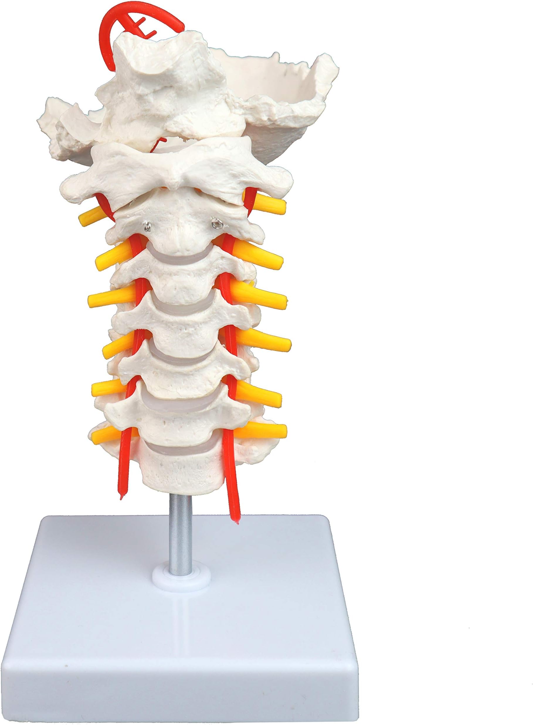 Vision Scientific VAV261 Cervical Spine with Nerves & Arteries | Life-Size, Articulated | 7 Cervical Vertebrae, Intervertebral Discs | Occipital Bone, Spinal Cord | Instruction Manual