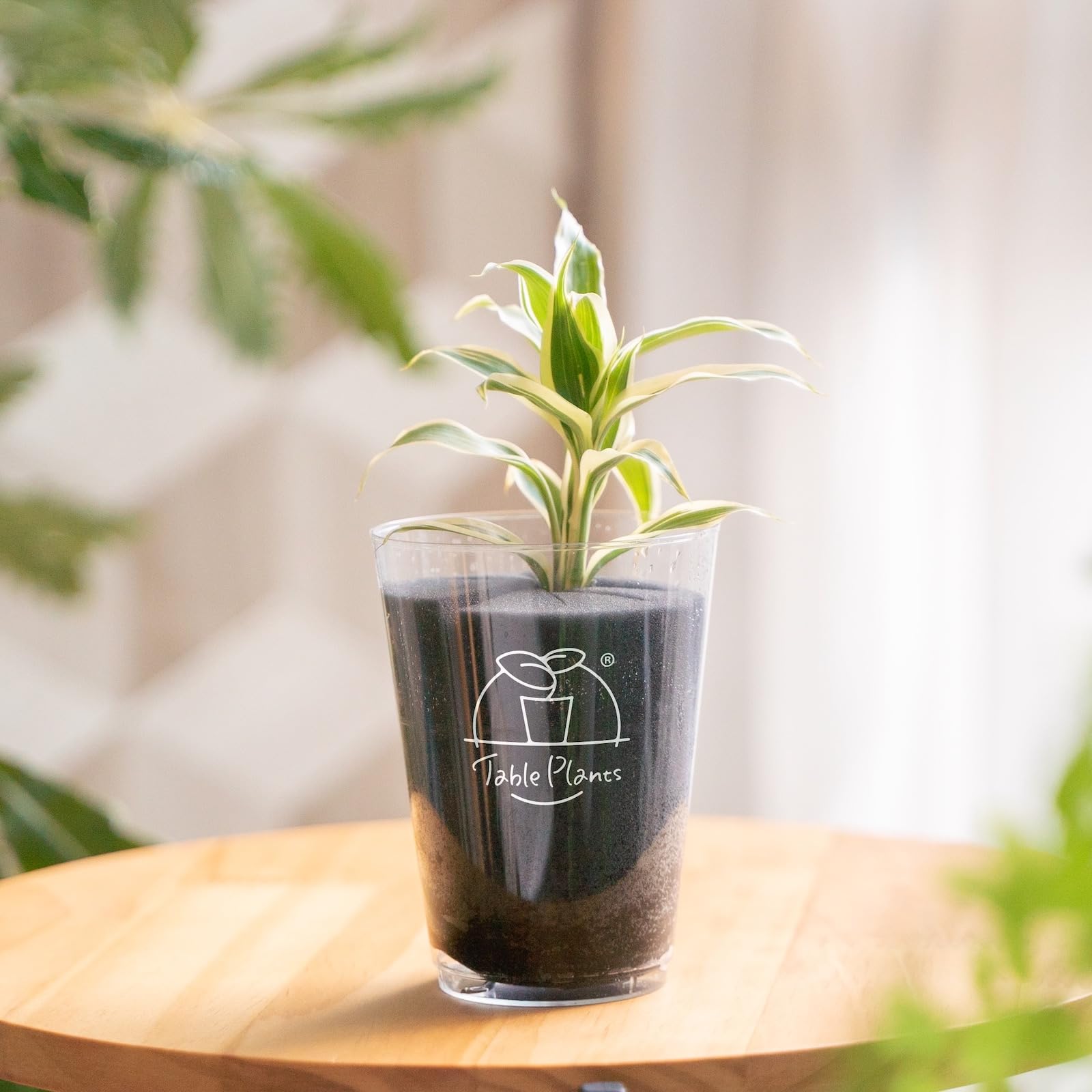 Amazon｜【土を使わない観葉植物】テーブルプランツ(Table Plants