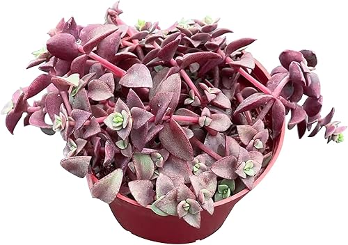 Sprout N Green Aeonium - Maceta para suculenta rara viva de 4 pulgadas, maceta de casa real para recuerdos de fiesta, hogar, interior, exterior, disponible en Yaxa Colombia