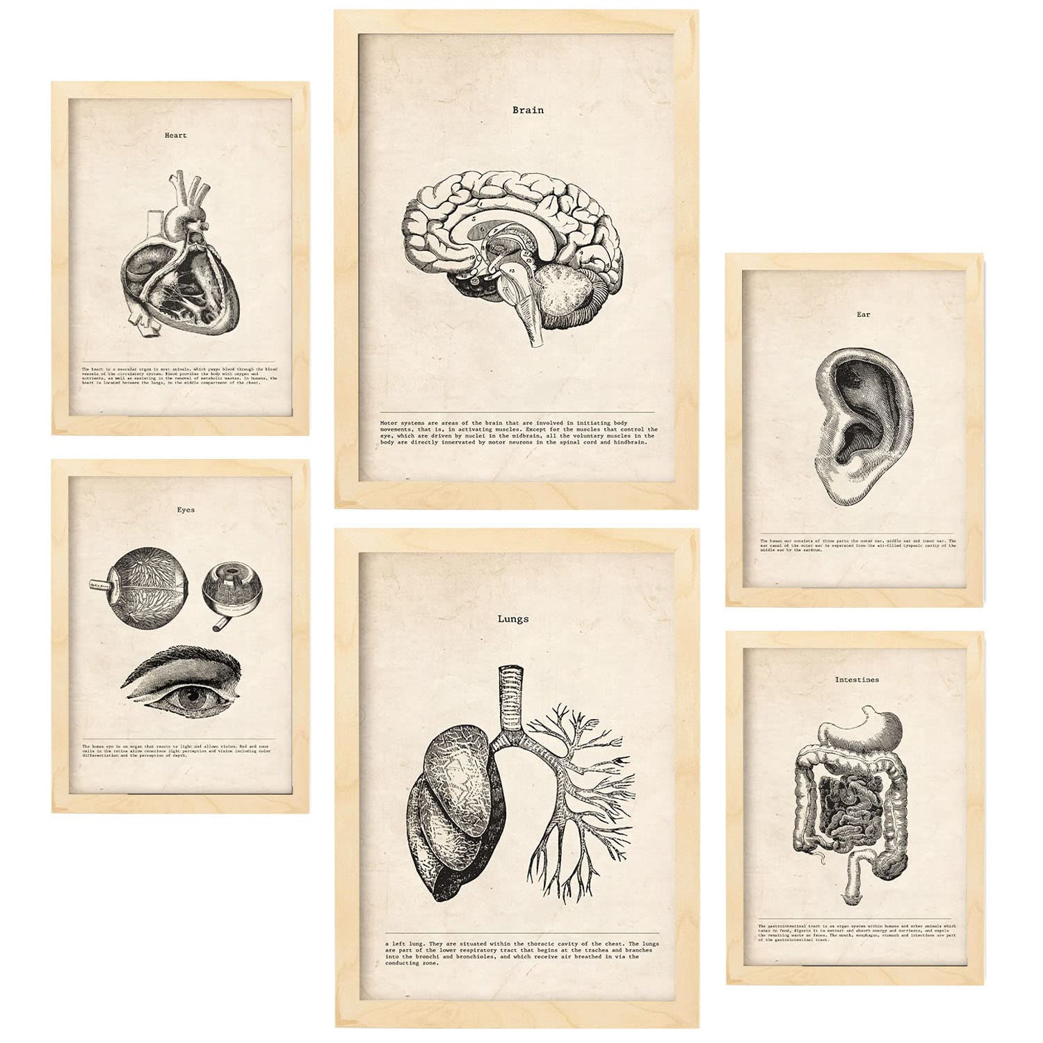 Nacnic Organs Posters. Medical Vintage Style Illustrations of Anatomy, Body Parts, Bones and Muscles. Aesthetic Illustrations for Interior Design and Decoration. A4 & A3 Lightwood Frames.
