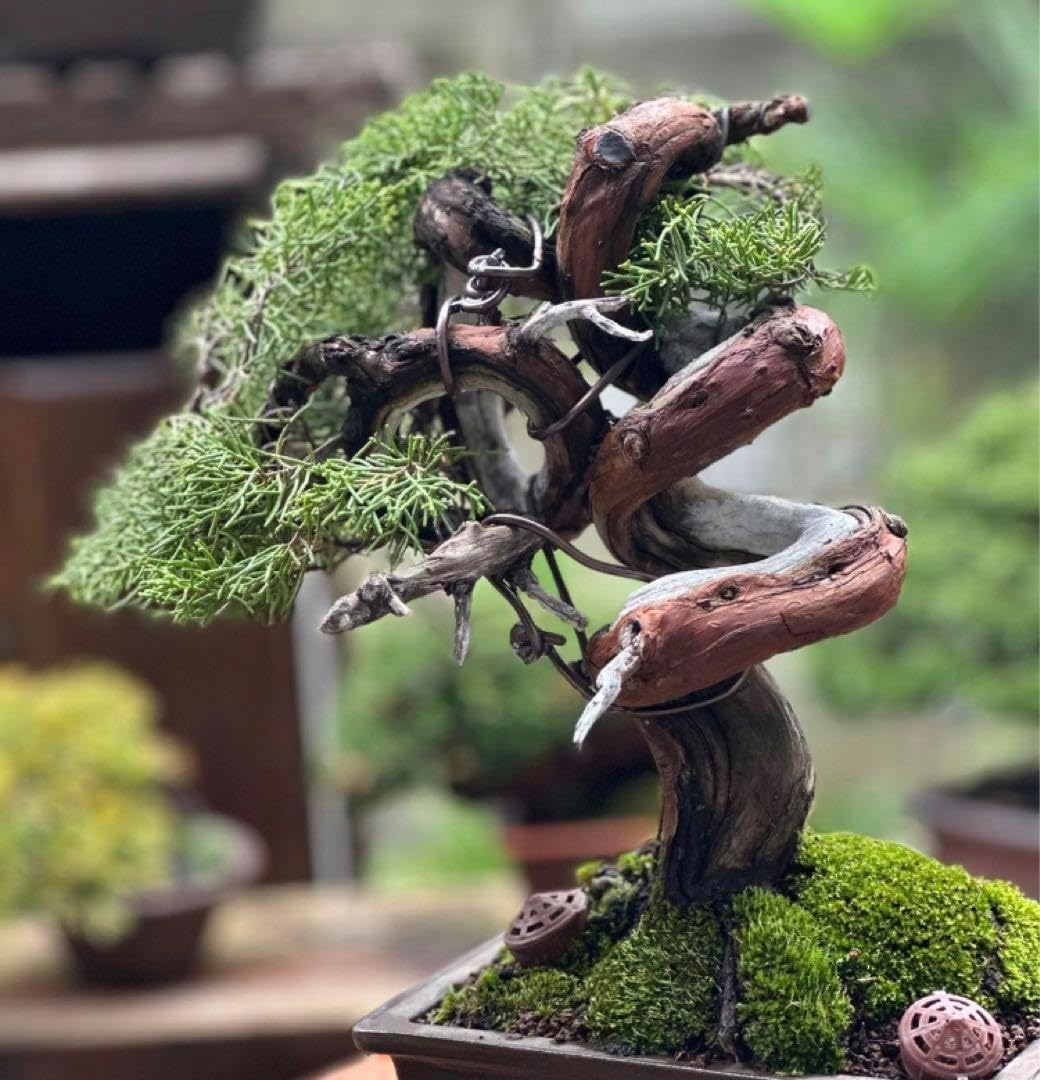 盆栽 『真柏』 和風 おしゃれ インテリア 観葉植物 園芸 オブジェ b082