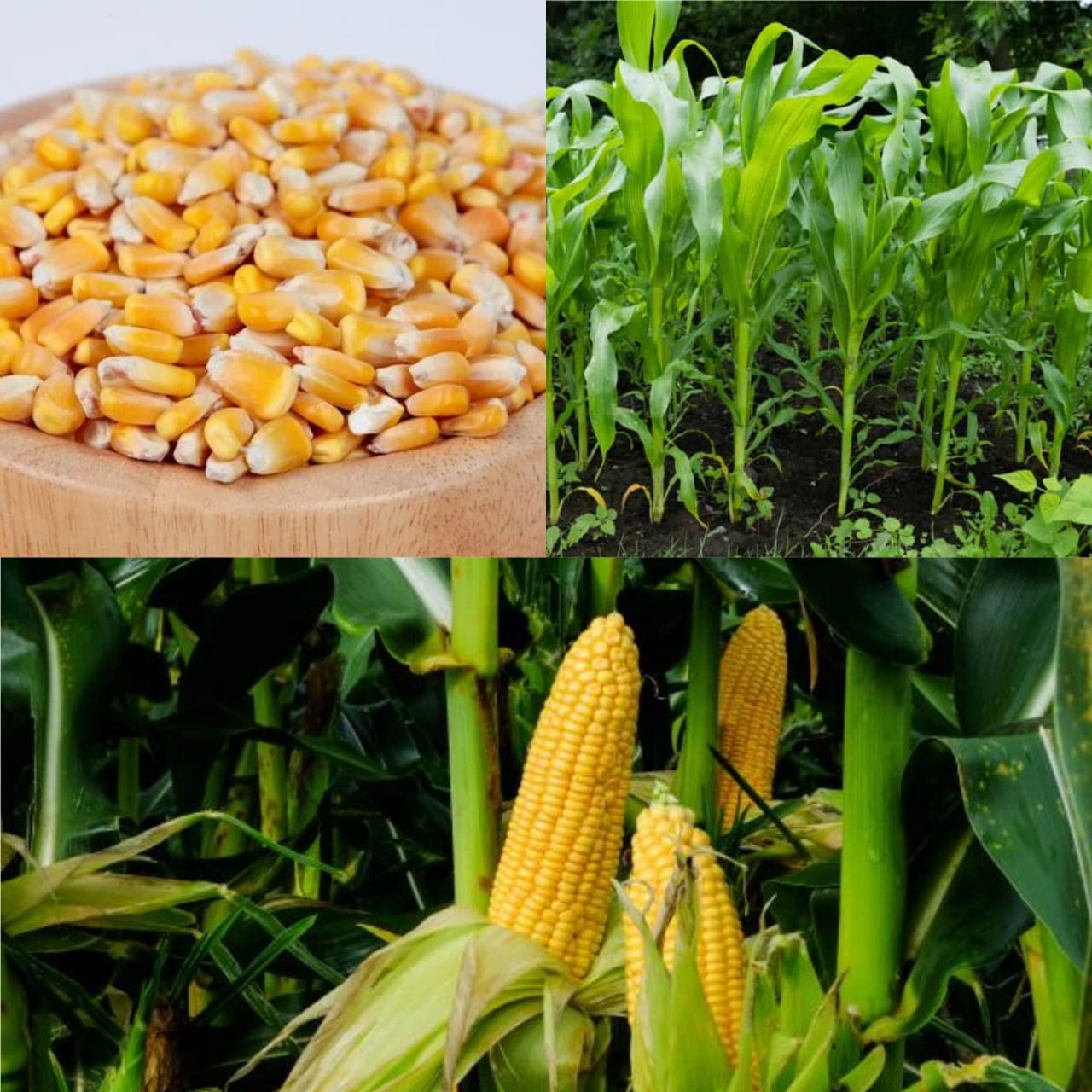 Golden Bloom Corn seeds for planting Hybrid Corn Seeds 100 Seeds (B0BTJ9RH2W) Amazon Price History, Amazon Price Tracker