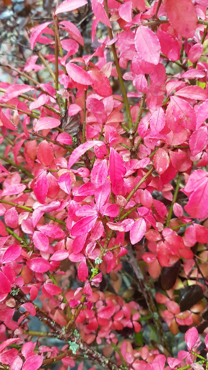 Euonymus alatus/Fusain à bois ailé/Conteneur de 7 à 10 litres
