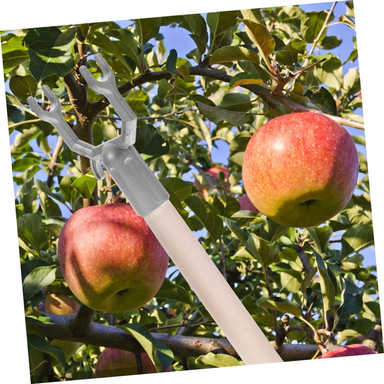 balacoo 30pcs Tree Branch Support Plant Branch Accessories for Pear Citrus and Trees for Indoor and Outdoor Use Straightening Tool