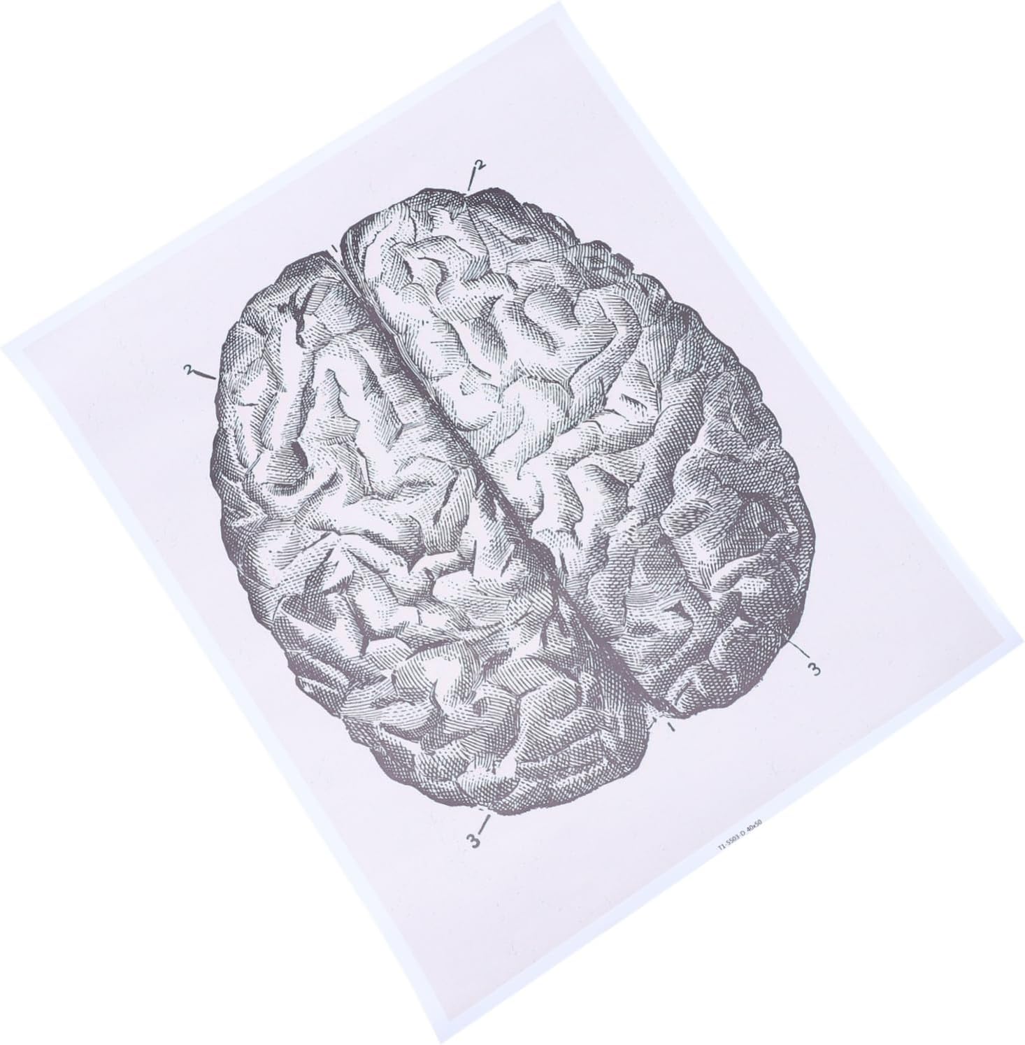 CRAFTHROU 1pc Human Anatomy Anatomical Anatomy Wall Poster