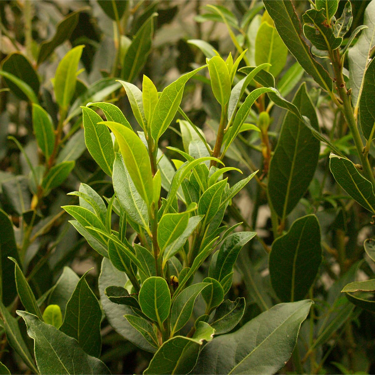 Alloro "Laurus nobilis" pianta aromatica sempreverde ad alberello in vaso ø24 cm h. 100/120 cm Vivaio di Castelletto