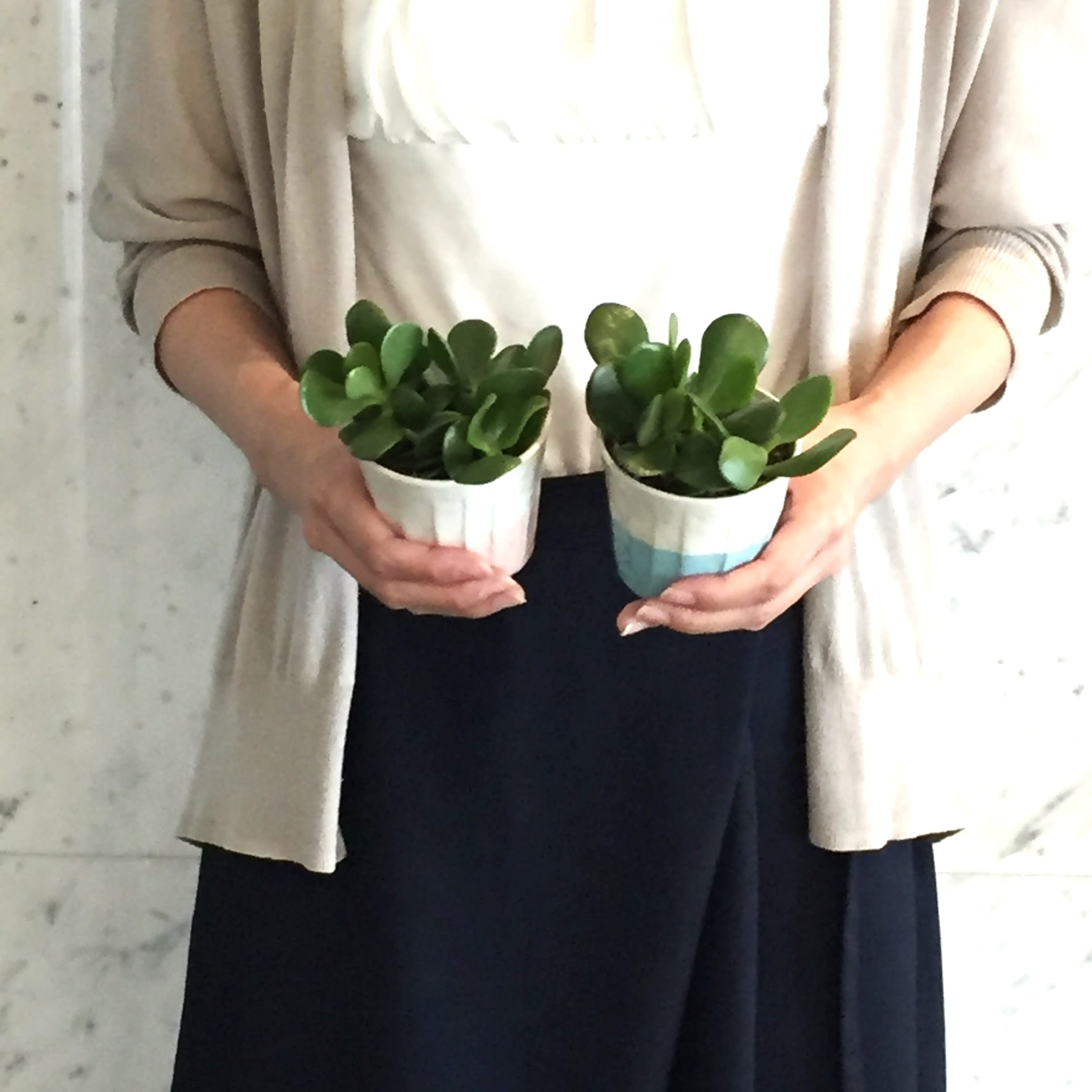 Amazon｜お金のなる木 寄せ植え 幸運の木金のなる木 花月 多肉植物