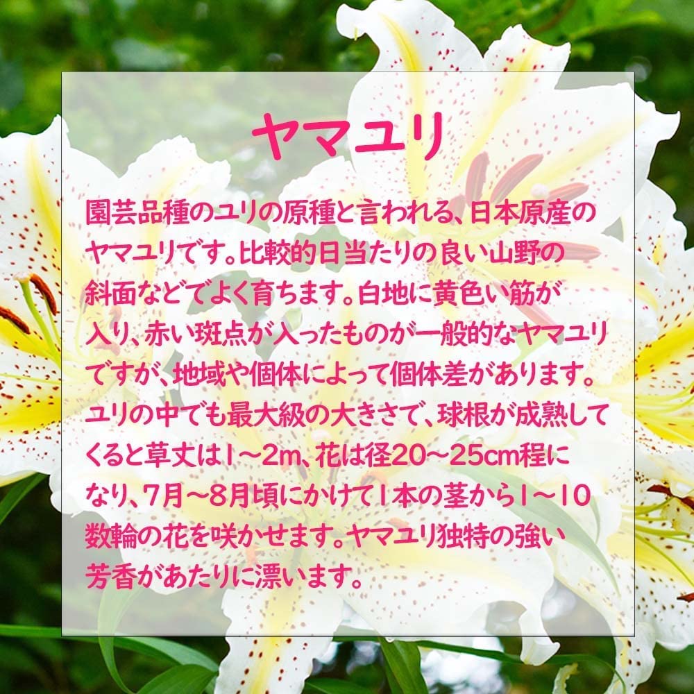 ヤマユリ　山百合　球根 NAO ヤマユリ 山百合 球根 NAO様 専用 鉢花