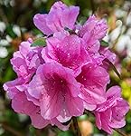 Review Image by Gatorowl Gatorowl