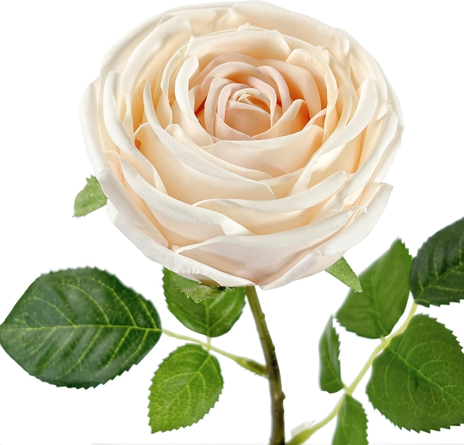 5Pcs Champagne Real Touch Artificial Austin Rose Peony Silk Flowers with Stems - Lifelike Latex Fake Roses for Home Decor, Weddings, and DIY Floral Arrangements - Image 2