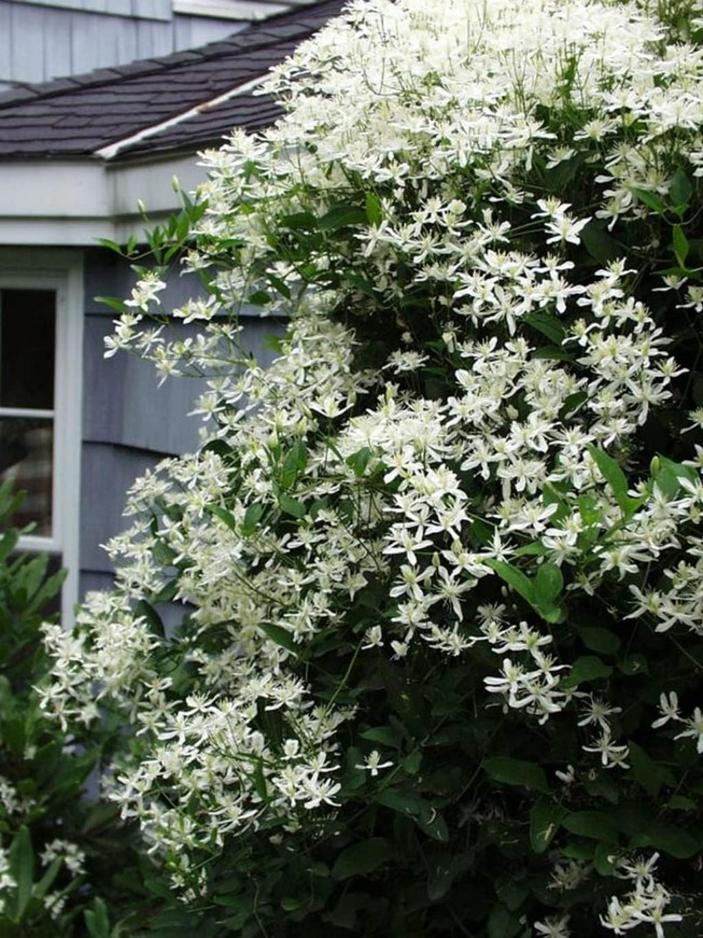 White Creeper Plant – Bridal Bouquet Variety with Fragrant Blooms for Garden Trellises & Pergolas-image-17