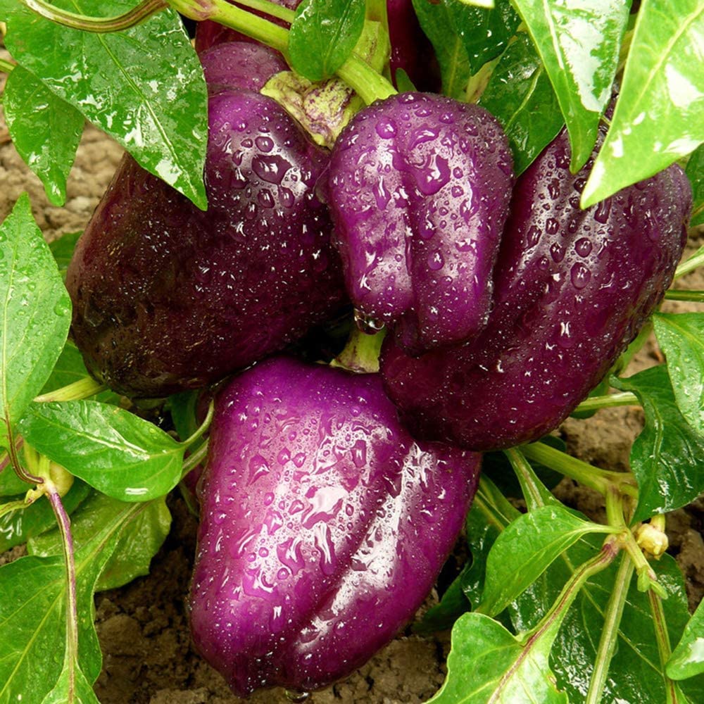 VibeX Rare Heirloom Purple Sweet Chili Vegetable Seed-300 Seeds (B0B9Y362P3) Amazon Price History, Amazon Price Tracker