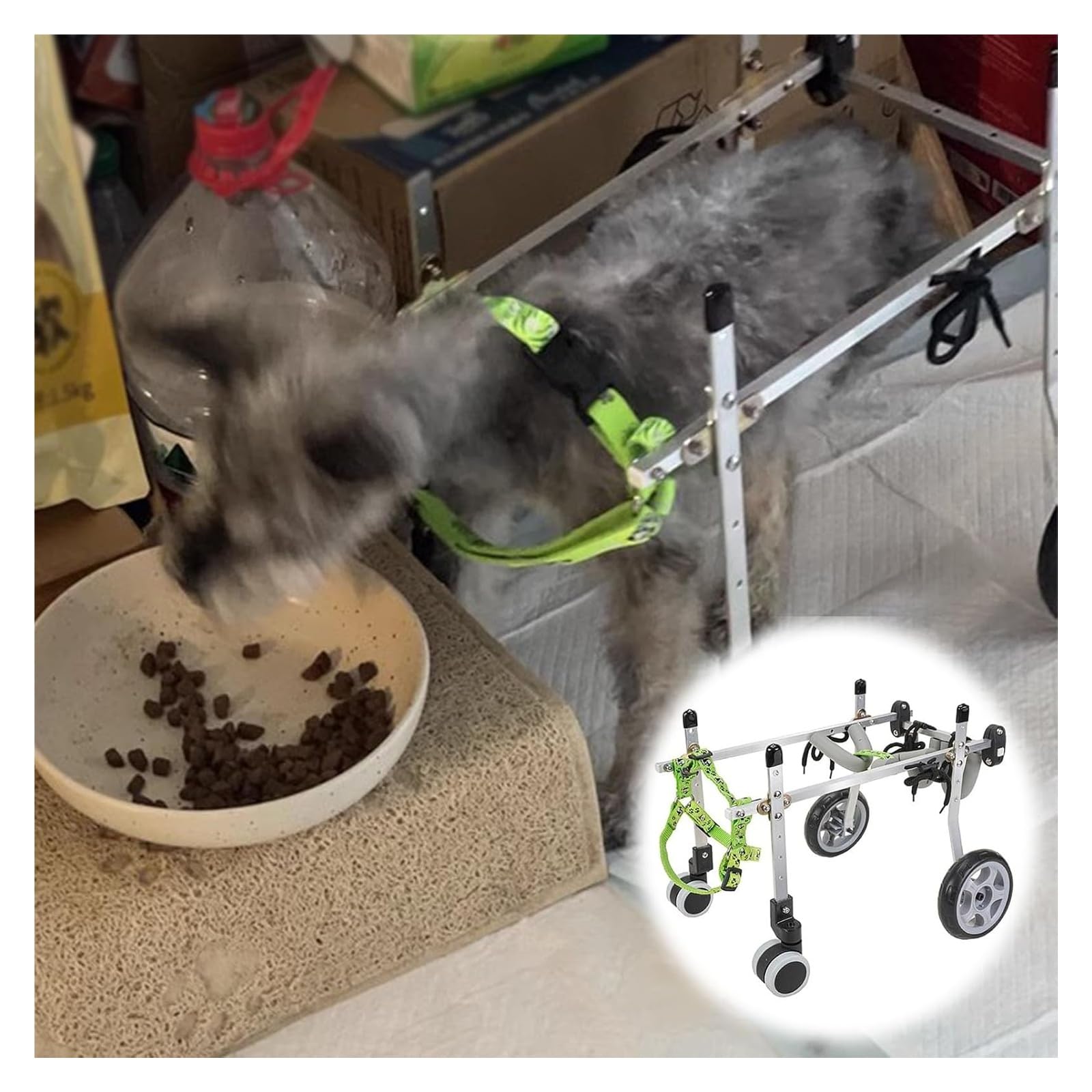 Silla de ruedas para perros traseras: ideal para paseos al aire libre