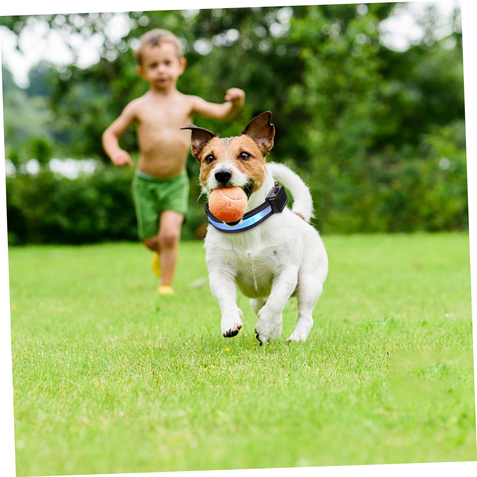 Housoutil Lot De 3 Colliers Lumineux À LED pour Chien Et Chiot avec Recharge Solaire Et Sécurité Nocturne