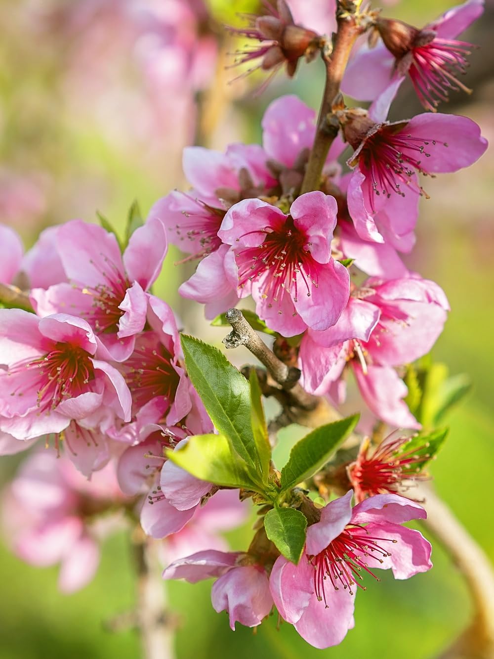 Flordario Peach Tree, Southern Variety, Low Chill Hours, Delicious Peaches, Early Harvest, 3-4 ft Tree Height, 7 gal Nursery Pot (Due to Agricultural Laws, we Cannot Ship to CA, AZ, AK, or HI)