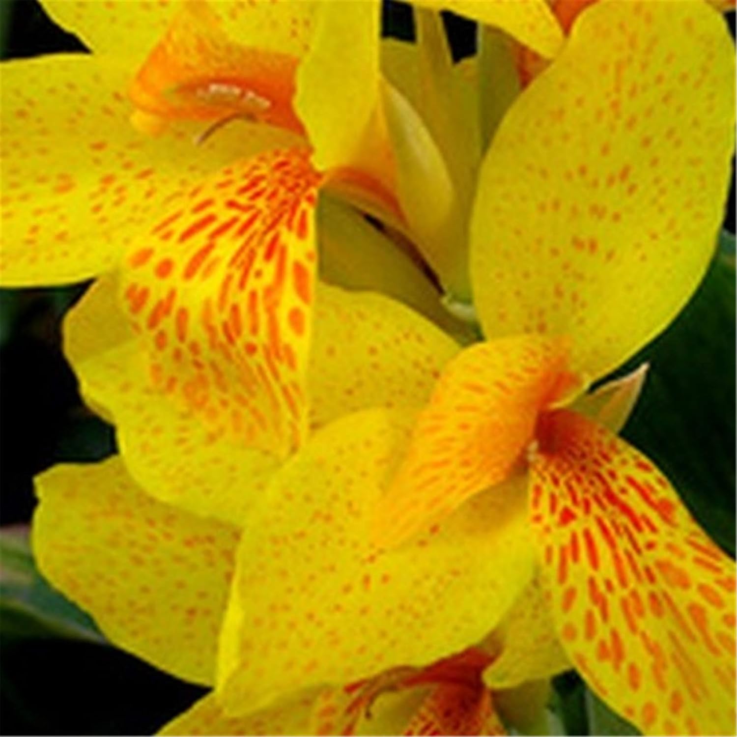 カンナ球根 きれいな球根ホームガーデン寝具植物観賞用珍しい種花盆栽の根 2 新作製品 世界最高品質人気 球根