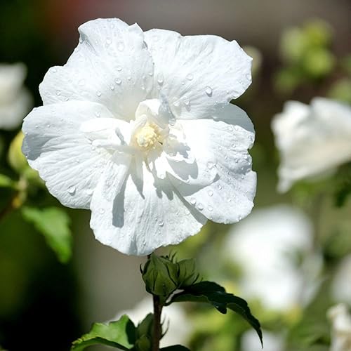 CHUXAY GARDEN 50 semillas de hibisco blanco Syriacus rosa de Sharon arbustos Althea raras flores blancas encantadoras rocas de paisajismo que crece